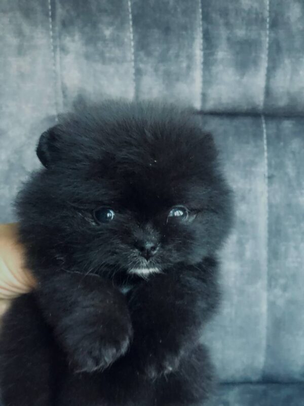 Francheska Pomeranian