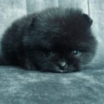 Faraon Pomeranian