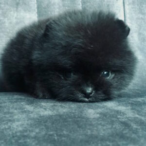 Francheska Pomeranian