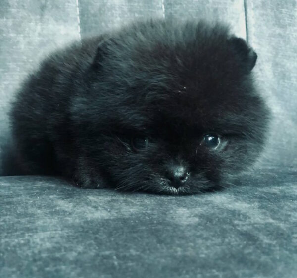 Francheska Pomeranian