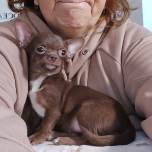 Franny Chihuahua