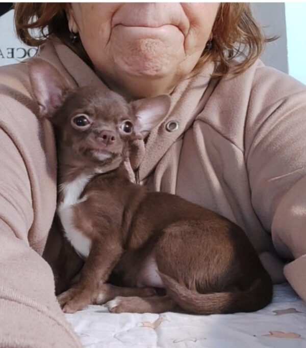Franny Chihuahua