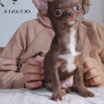 Franny-female-chihuahua-puppy-for-sale-1 (2)