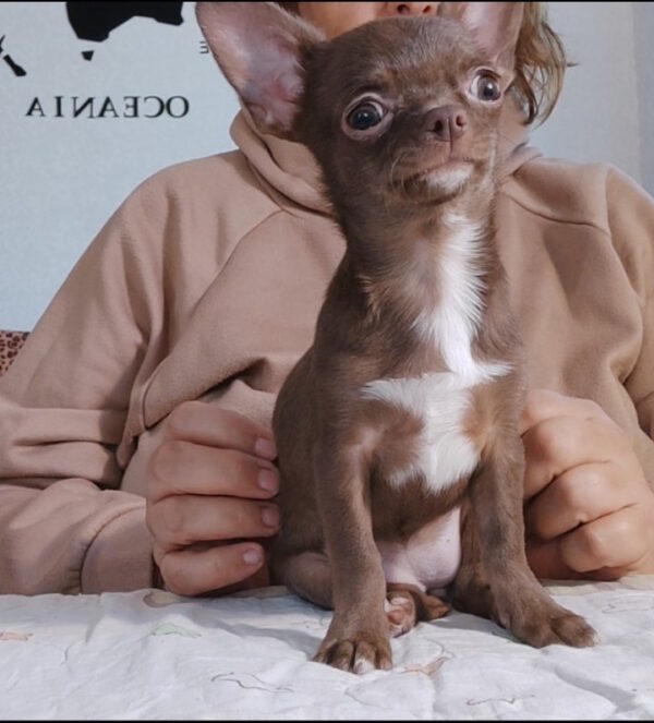 Franny Chihuahua