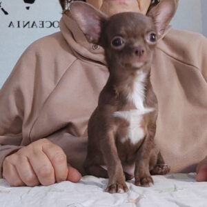 Franny Chihuahua
