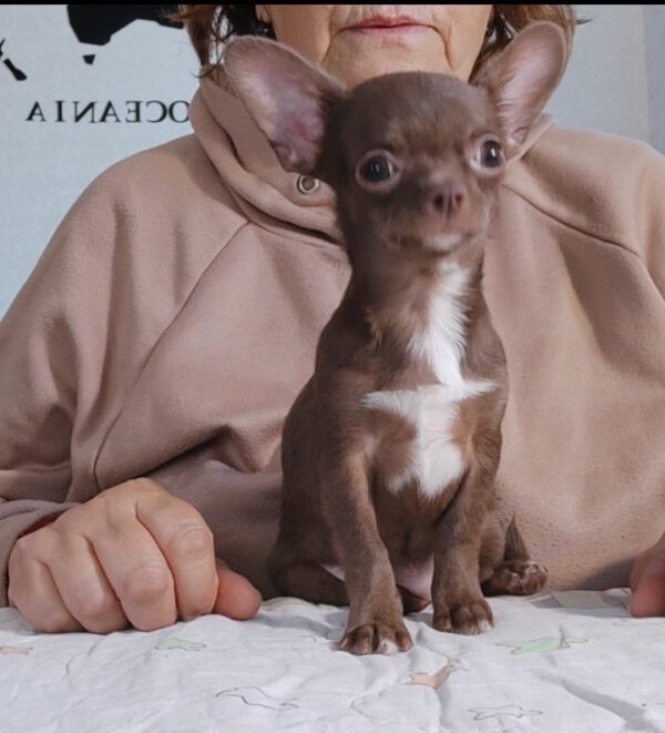 Franny Chihuahua