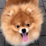 Fred-male-Pomeranian puppy-for-sale-11
