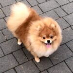 Fred-male-Pomeranian puppy-for-sale-13