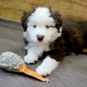 Gabrielle Miniature American Shepherd