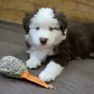 Gabrielle Miniature American Shepherd