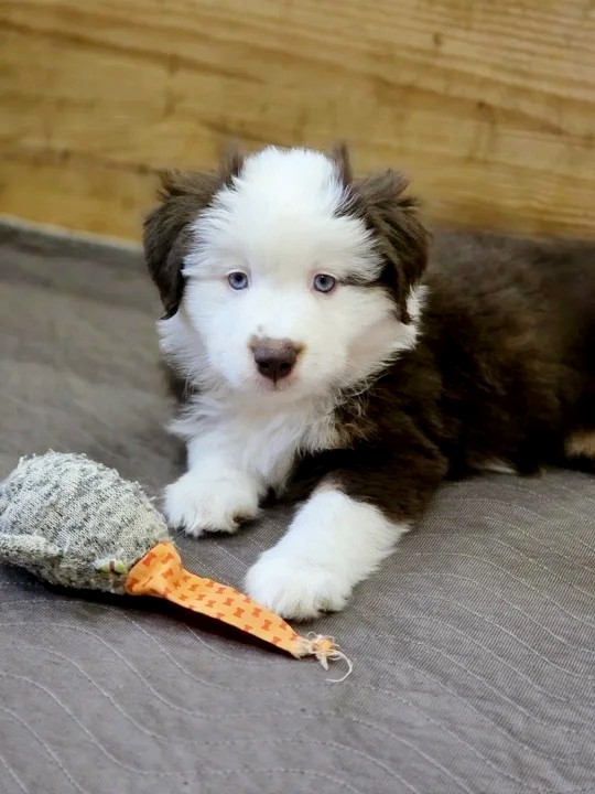 Gabrielle Miniature American Shepherd