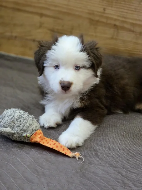 Gabrielle Miniature American Shepherd