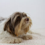 Geoffray-male-biewer-yorkshire-terrier-puppy-for-sale-1 (1)