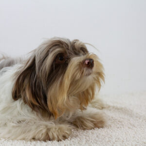 Geoffray Biewer Yorkshire Terrier