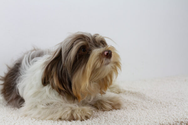 Geoffray Biewer Yorkshire Terrier