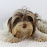 Batman Biewer Yorkshire Terrier