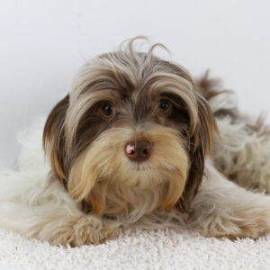 Geoffray Biewer Yorkshire Terrier