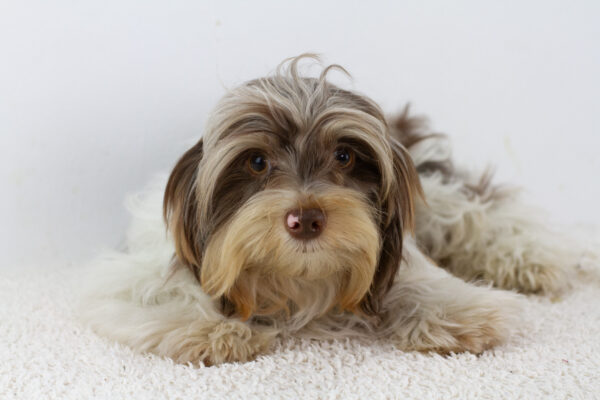 Geoffray Biewer Yorkshire Terrier