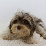 Geoffray-male-biewer-yorkshire-terrier-puppy-for-sale-1 (3)