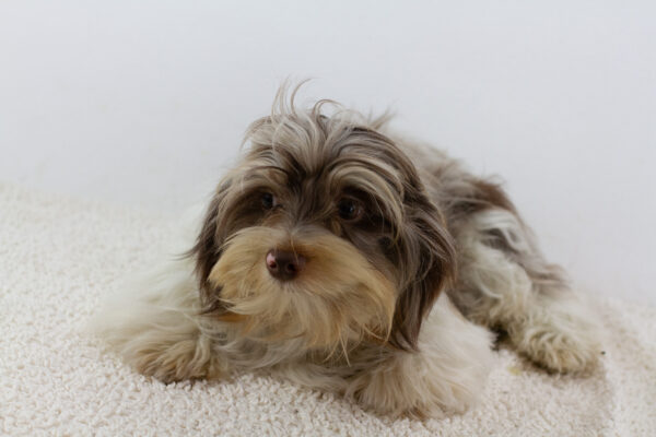 Geoffray Biewer Yorkshire Terrier