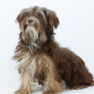 Georges Yorkshire Terrier