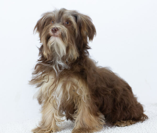 Georges Yorkshire Terrier