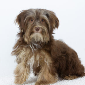 Georges Yorkshire Terrier