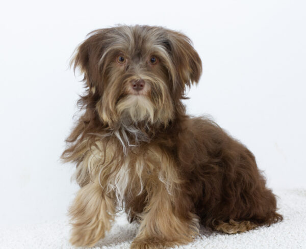 Georges Yorkshire Terrier