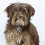 Georges-male-yorkshire-terrier-puppy-for-sale-1 (3)