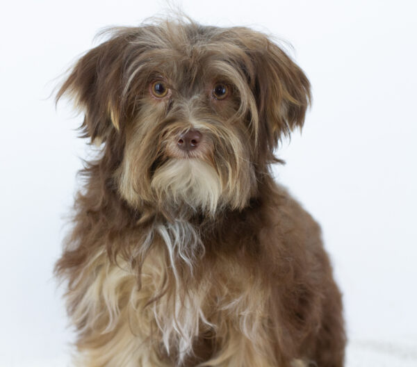 Georges Yorkshire Terrier