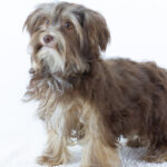Georges-male-yorkshire-terrier-puppy-for-sale-1 (4)