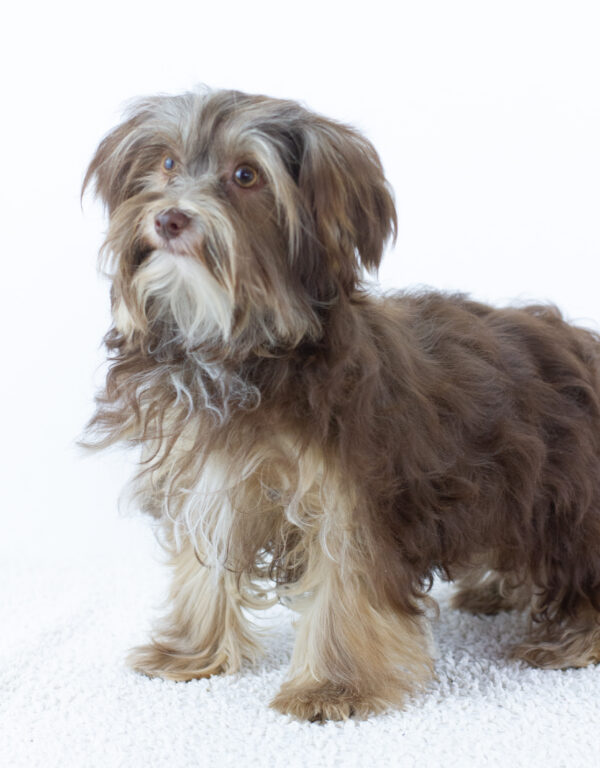 Georges Yorkshire Terrier