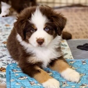 Ginger Miniature American Shepherd