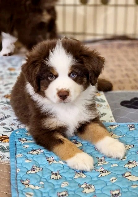 Ginger Miniature American Shepherd
