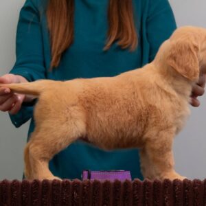 Golden Melody Golden Retriever