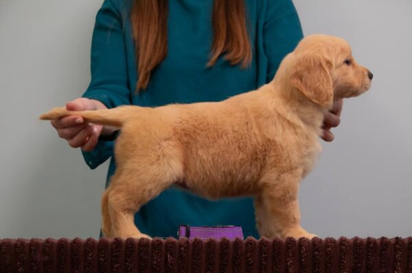 Golden Melody Golden Retriever