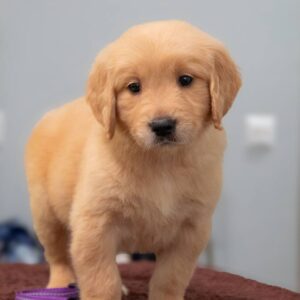Golden Melody Golden Retriever