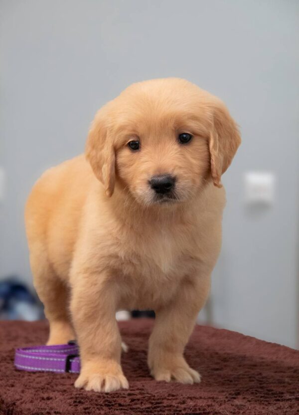 Golden Melody Golden Retriever