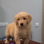 Golden-Melody-female-Golden-Retriever-puppy-for-sale-3
