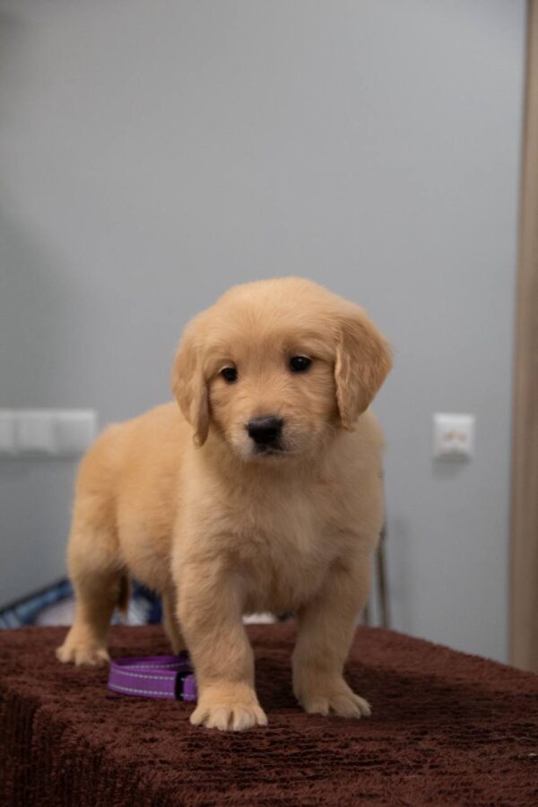 Golden Melody Golden Retriever