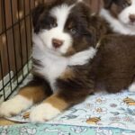 Goldie-male-miniature-american-shepherd-puppy-for-sale-1
