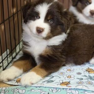 Goldie Miniature American Shepherd