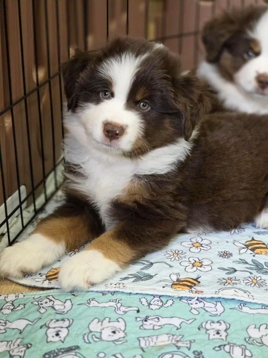 Goldie Miniature American Shepherd