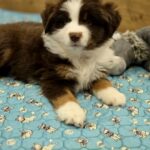 Goldie-male-miniature-american-shepherd-puppy-for-sale-2
