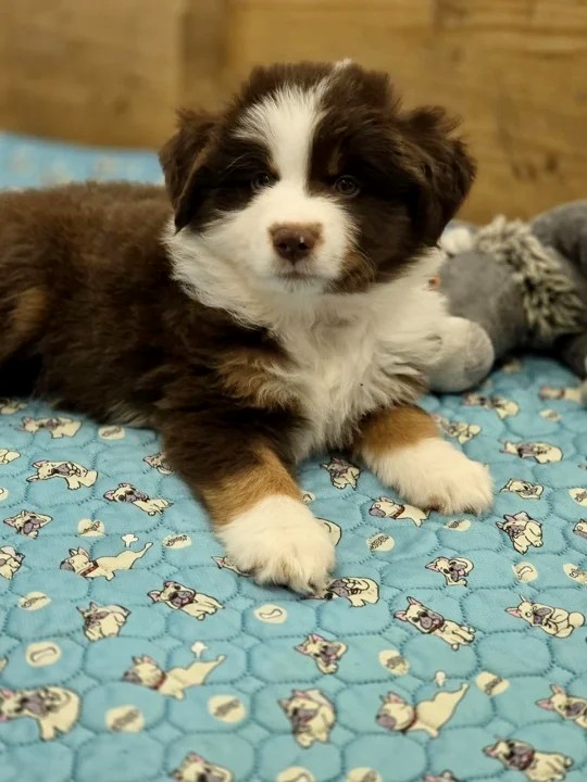 Goldie Miniature American Shepherd