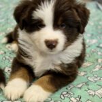 Goldie-male-miniature-american-shepherd-puppy-for-sale-3