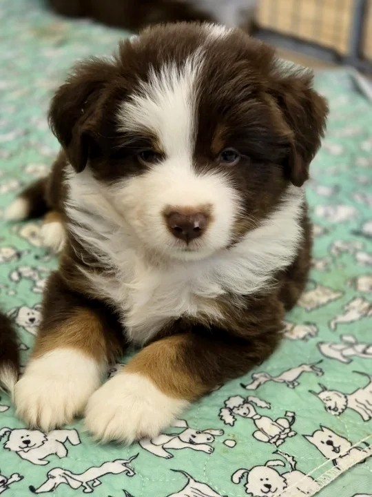 Goldie Miniature American Shepherd