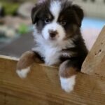 Gordon-male-miniature-american-shepherd-puppy-for-sale-1