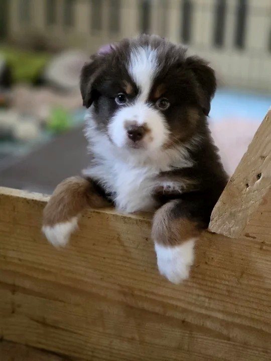 Gordon Miniature American Shepherd