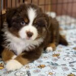 Gordon-male-miniature-american-shepherd-puppy-for-sale-2